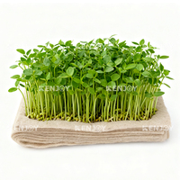 100% médias de culture de chanvre industriel tout naturel rouleau en vrac tapis de culture de plantes de chanvre microvert