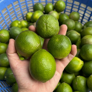 Limones Frescos Sin Semillas al Mejor Precio, 4.5-6CM, Paquete de 10kg, Grado 5, Vida Útil de 5 Meses, Certificación HACCP e ISO, Origen Vietnam/Hazel - Product Image 1