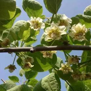 ตัวเลือกอันดับต้นๆ สำหรับการผสมเกสรผลกีวี: ผงเกสรตัวผู้ที่มีความกิจกรรมสูง จัดจำหน่ายโดยตรงจากโรงงาน - Product Image 3