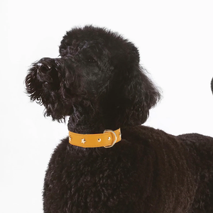 डिजाइनर कस्टम उच्च गुणवत्ता क्लासिक असली चमड़े के कुत्ते कॉलर स्टार रिवेट स्टड - Product Image 5