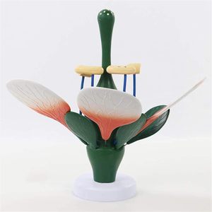 Modelo de flor de melocotón, de planta modelo anatómico, estructura de flor dicotiledónea, anatomía, planta verde, estambre, <span class=keywords><strong>pistilo</strong></span>, biología, ciencia - Product Image 4