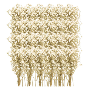 100 Piezas de <span class=keywords><strong>Paniculata</strong></span> <span class=keywords><strong>Preservada</strong></span> (Blanca) - Pequeñas Flores Secas Naturales de China para Joyería de Resina y Manualidades - Product Image 1