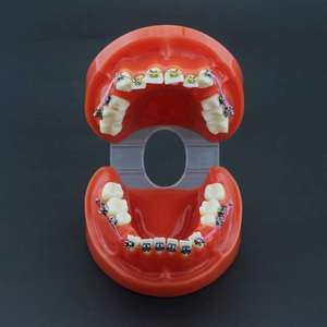 Gelsonlab HSDT-B1-02 <span class=keywords><strong>Dental</strong></span> Orthodontische Tanden Model <span class=keywords><strong>Typodont</strong></span> Met Metalen Beugel Boog Draad Ketting - Product Image 3