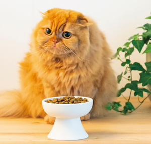 Drop Shipping Japanese Style Pet Ceramic <strong>Bowl</strong> for Puppy Feeding <strong>Bowl</strong> Tall Feet Protect Cervical Spine Cat <strong>Dog</strong> Supplies - Product Image 2