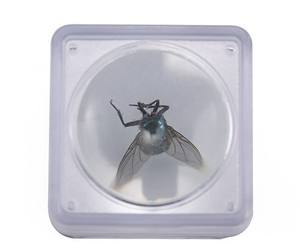 Timbre-monnaie petit insecte observation carré couvercle supérieur et inférieur boîte loupe - Product Image 1