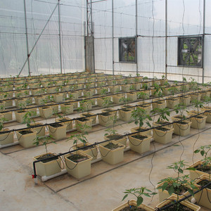 Sistema Completo de Cultivo Hidropónico en Cubetas Holandesas para Cultivar Pimientos - Product Image 6