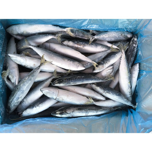 Commercio all'ingrosso congelato sgombro pacifico atlantico aringa Fujian pesce sgombro dalle dimensioni dell'oceano Pacifico 100 200 300 500 disponibili - Product Image 2