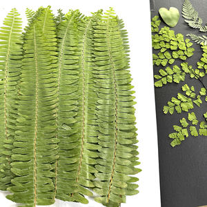 Types <span class=keywords><strong>de</strong></span> <span class=keywords><strong>fougère</strong></span> feuille sèche cadre d'art fleurs pressées pour noël nouvel an fête des pères fête des mères jour <span class=keywords><strong>de</strong></span> pâques - Product Image 5