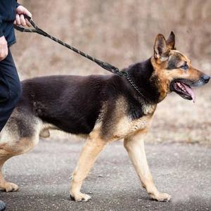 Laisse courte pour chien, 3 tailles, laisse courte en nylon avec poignée rembourrée - Product Image 5