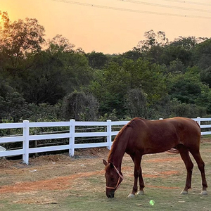 Большая ферма, Лидер продаж, для ипподрома, лошади, белый ПВХ, трехполюсный забор, решетка, конюшня, конюшня - Product Image 6