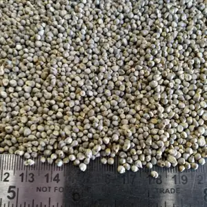 Green Millet / bajra for Feed Animal and Bird Feed