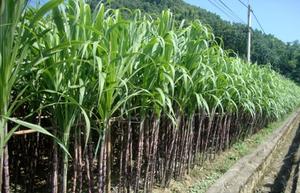 CALIENTE 2024 CAÑA DE AZÚCAR CONGELADA-Exportación ORIGINAL DE CAÑA DE AZÚCAR de Vietnam con el mejor precio y alta calidad - Product Image 5