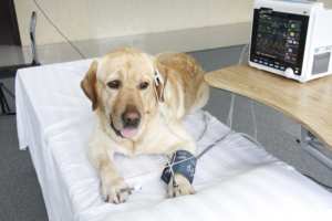 เครื่องมอนิเตอร์สัตว์เลี้ยง Shengzhichu CMS6000Vet ที่ปลอดภัยและเชื่อถือได้สำหรับสุนัขและแมว พร้อมชุดตรวจวัดสัญญาณชีพและชุดทดสอบวินิจฉัย - Product Image 6