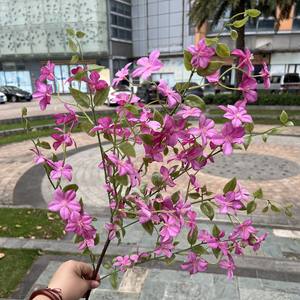 Nuovi <span class=keywords><strong>Fiori</strong></span> Artificiali Qilixiang in Seta <span class=keywords><strong>Viola</strong></span> e Blu, Lunga Durata 3-5 Anni, Decorazione per <span class=keywords><strong>Giardino</strong></span>, Matrimoni e Eventi, Vendita all'Ingrosso - Product Image 5