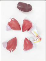 Modèle d'anatomie du système urinaire à double sexe (6 parties) Matériau PVC réaliste et durable pour une utilisation à l'hôpital/à l'école
