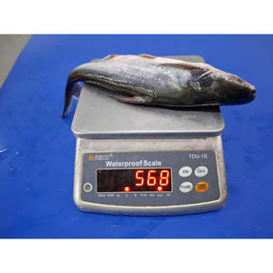 Super Whole Round Pangasius Fish Vida útil 24 meses de Vietnam Frozen Basa Fish Wholesale - Product Image 1