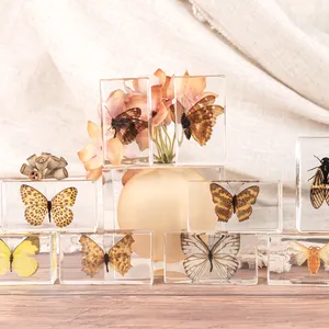 Fabrika sıcak satış zanaat hediye biyolojik örnekler güzel tahnitçilik gerçek böcek kelebek numune reçine el sanatları kelebek