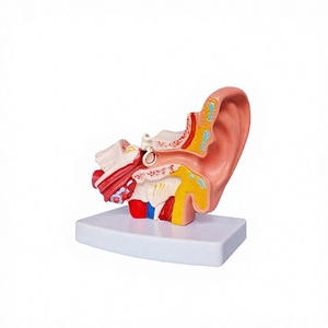 Modèle d'oreille anatomique YL, modèle d'enseignement de la structure de l'oreille avec grossissement, YL/303D, PVC, science médicale, certifié CE - Product Image 3