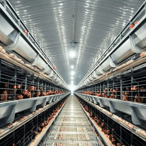 Bâtiment moderne en acier léger pour poulailler à usage industriel et commercial, abri de voiture avec panneaux sandwich - Product Image 6