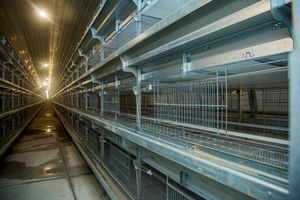 Disegno semi automatico gabbie di pollo prezzo di 120 strati di pollame batteria gabbie di pollo per animali in vendita in kenya zimbabwe - Product Image 5