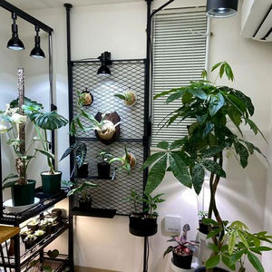 Özelleştirilebilir LED kapalı bahçe bitki yetiştirme lambaları E27 COB bitki büyüyen ev bitkileri için lamba ampulü 15W 24W eğreltiotu oturma duvar - Product Image 2