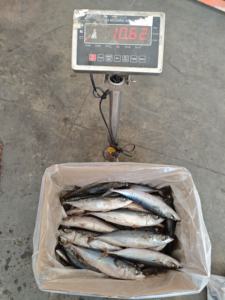 Sgombro del Pacifico Congelato di Alta Qualità e Prestazioni Elevate, 250-350g - Product Image 5