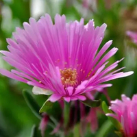 Poudre de supplément naturel d'extrait de Kanna méembrine 1% 2% de haute qualité