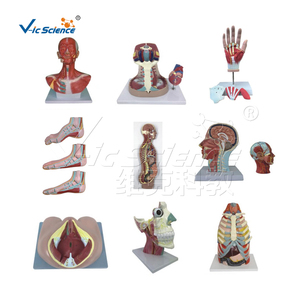 Tıbbi Bilim Ekipmanları Eğitimi Anatomik İnsan Kalp Modeli, Kalp Modeli Öğretimi için Doğumdan Beri Kalp Hastağlığı Modelleri - Product Image 3