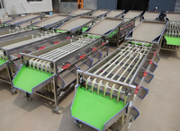 Vbjx Automatische Industriële Aardappel Fruit En Groenten Ui Grader En Grootte Sorteermachine Voor Wortel