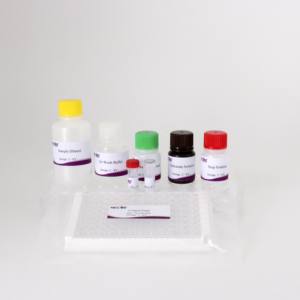 Mycobobovis antikor ELISA seti | 96T | CE sertifikalı | Sığır Serum testi - Product Image 2