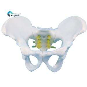 Petit spécimen d'examen gynécologique en PVC modèle de bassin féminin pour la démonstration de la faculté de médecine - Product Image 1