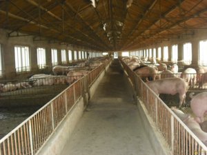 Bán buôn bền prefab ngành công nghiệp cường độ cao Thiết kế kết cấu thép hội thảo cho thức ăn chăn nuôi nhà máy - Product Image 3