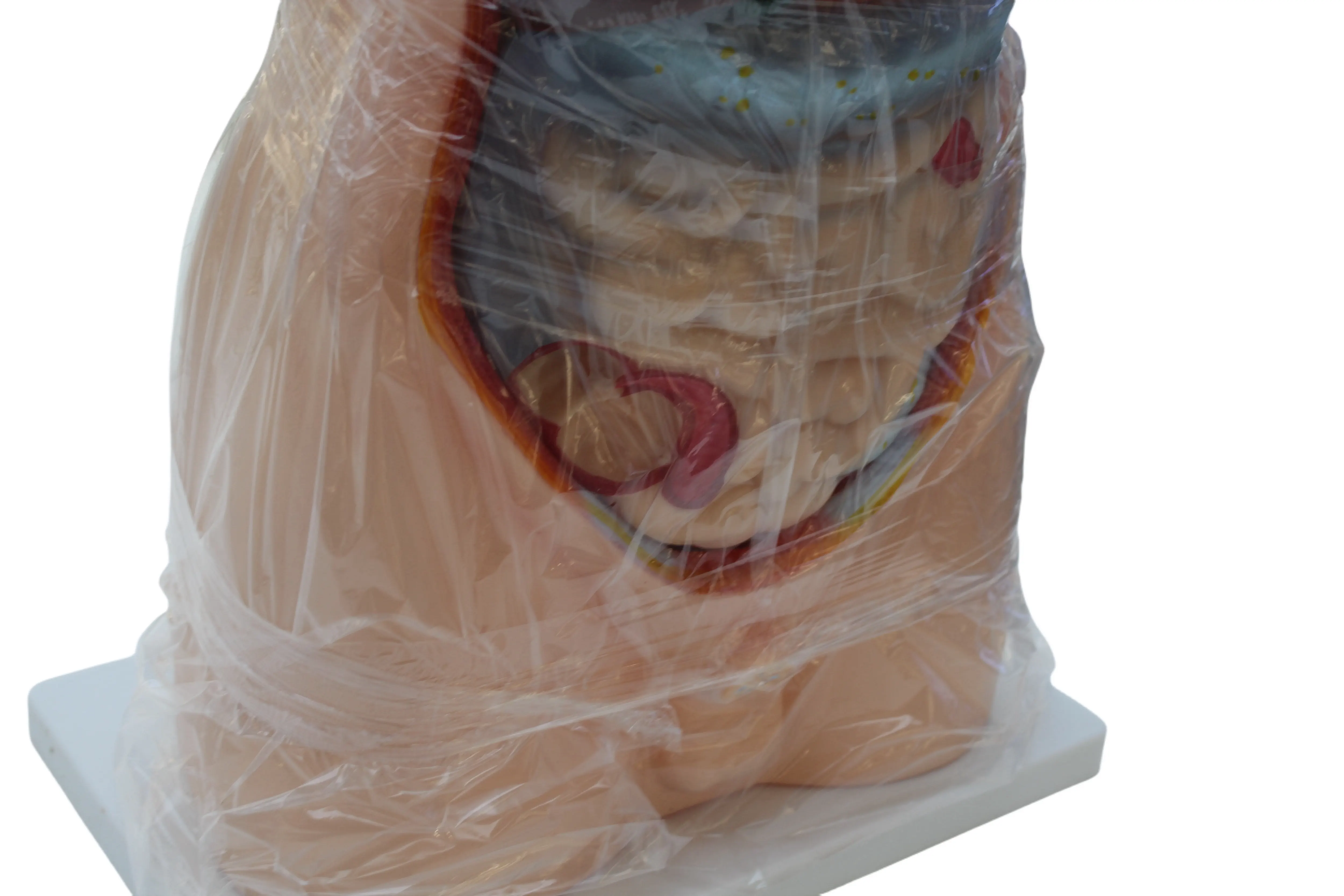Vivid abnehmbares medizinisches Modell menschlicher Torso Anatomie Lehre, Kopf, Hals, Torso-Modell (85 cm)