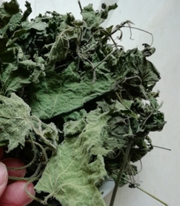 Thé de feuilles d'<span class=keywords><strong>ortie</strong></span> séchées en tranches de qualité supérieure - Product Image 3