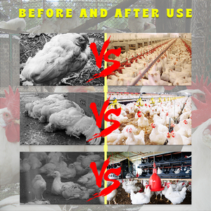 Meat <strong>Chicken</strong> Increase More Weight Poultry Booster Premix Vitamin <strong>Chicken</strong> <strong>Feed</strong> of Broiler Premix Additives - Product Image 2