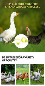 Anillos de pierna con Clip para pájaros, bandas de anillo para pies, nueva condición para pollitos de Paloma, equipo de cría de animales pequeños para aves de corral y pollos - Product Image 5