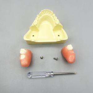 Scienza medica completa protesi dentaria modello resina denti per lo studio e l'insegnamento - Product Image 6