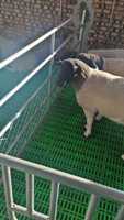 Capacité de chargement élevée verte du plancher 600*600mm de moutons de chèvre