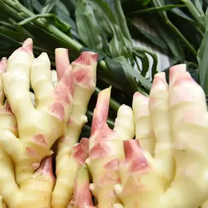 Сушеный имбирь высшего качества, сертифицированный GAP, свежий, острый, сельскохозяйственный, сорт 1, ярко-желтый, из Шаньдуна - Product Image 2