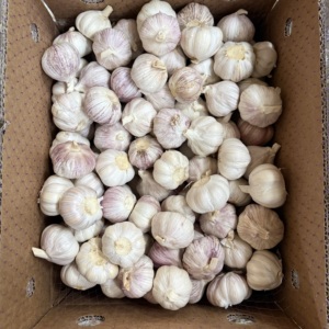 Aglio Fresco Rich Farmer Nuovo Raccolto 2026 5.0cm 10kg -3 Conservazione per il <span class=keywords><strong>Marocco</strong></span> - Product Image 6