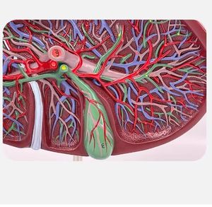 Modelo de Maniquí de Alta Calidad de Tamaño Real con Estructura Hepatopancreática Duodenal de PVC Avanzado - Product Image 3