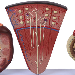 Ampliada 2 veces de microestructura humanos anatomía riñón modelo - Product Image 3