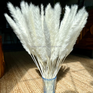 Vente chaude 15 tiges naturelles séchées blanches petites fleurs séchées <span class=keywords><strong>pampas</strong></span> blanchies herbe de pampa pour la décoration de la <span class=keywords><strong>maison</strong></span> de mariage - Product Image 4