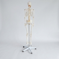 Modèle de squelette humain grandeur nature de 170 cm avec support et nerfs, fourniture directe d'usine, modèle anatomique pour l'enseignement de la biologie