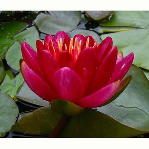 Pack Super Économique : Tuber de Nymphaea <span class=keywords><strong>James</strong></span> Brydon Hardy Water Lily et Panier Aquatique Pro - Product Image 4