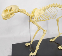 Équipement orthopédique pour l'enseignement : Spécimen osseux de chat et chien, squelette d'animal de compagnie, conforme CE/ISO
