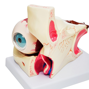Modelos de Ojos TB-02 de Globos Oculares y Párpados Humanos Ampliados 3 Veces para Investigación y Entrenamiento en Ciencias Médicas - Product Image 3