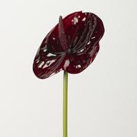 Y-H217 Vente en gros de fleurs artificielles Anthurium imprimées en 3D, fleurs artificielles Anthurium vertes, blanches et rouges