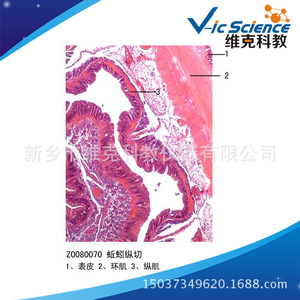[Factory Direct] Earthworm longitudinal section, Annelida phylum, animal and plant slices, <b>microscope</b> teaching specimens. - Product Image 5