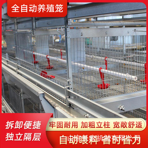 Cage à poulets de type A en acier galvanisé, équipement agricole haute productivité pour l'élevage de volailles - Product Image 5